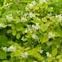 Philadelphus Coronarius Aureus. Mock Orange Aureus shrub for sale online with UK and Ireland delivery.