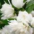 Philadelphus Manteau Hermine. Philadelphus Mock Orange buy online from our UK plant centre.