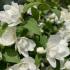 Philadelphus Manteau d