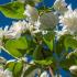 Philadelphus Schneesturm or Philadelphus Snow Storm, double flowered variety of mock orange. Pure white exquisitely scented flowers in large clusters in summer