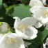 Philadelphus Virginal Fragrant Mock Orange Shub Flowering foliage and flower detail