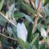 Phillyrea Angustifolia, Shrubs, UK