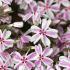 Phlox Subulata Candy Stripe, also known as Creeping Phlox or Moss Pink, perennials for sale online with UK delivery.