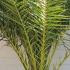 Phoenix Canariensis is also known as the Canary Island Date Palm, hardy palms for Sale Online UK Delivery.