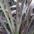 Phormium Platts Black, Buy Grasses Online UK