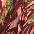 Phormium Tenax Red Sensation Flax Lily Ornamental Grass