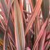 Phormium Tenax Sundowner is a striking evergreen perennial with arching bronze-green leaves flushed with pink and red creating year-round color and texture