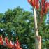 Phormium Plants - for sale online with nationwide delivery UK