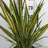 Phormium Tenax Apricot Queen New Zealand Flax Decorative Grass