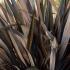 Phormium Tenax Surfer Bronze, commonly known as New Zealand flax for sale online UK