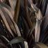 Phormium Tenax Surfer Bronze