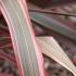 Phormium Tenax Pink Stripe New Zealand Flax