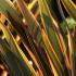 Phormium Tenax Sundowner New Zealand Flax Sundowner Grass