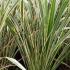 Phormium tenax variegated, hardy shrubs at Paramount Plants and Gardens UK - buy online UK