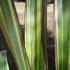 Phormium Cookianum Subsp.Hookeri Tricolour, Mountain Flax Tricolour for sale at our London plant centre, UK