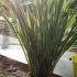 Phormium Variegated, Phormiums, London UK - buy online UK