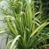 Phormium Yellow Wave or Variegated New Zealand Flax, buy online UK