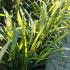 Variegated Phormium, Yellow Wave to buy at our London plant centre, UK