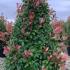 Photinia Red Robin Topiary Cones