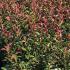 Photinia Fraseri Carré Rouge