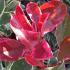 Photinia x Fraseri Pink Marble is a unique evergreen shrub with variegated green and white leaves and striking pink new growth