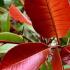 Photinia Red Robin, Full Standard Tree, Paramount Plants and Gardens - for sale