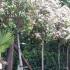 Photinia Full Standard Trees in bloom, for sale UK