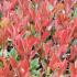 Photinia Fraseri Little Red Robin shrubs