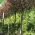 Photinia Red Robin Full Standard for sale online UK delivery