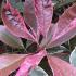 Photinia Fraseri Pink Marble Cassini Pleached Trees