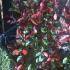 Photinia Red Robin Frames, Climbers UK