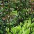 Living screening plant - Photinia Red Robin offers immediate privacy