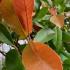 Photinia Red Robin Pleached trees for sale UK