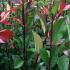 Photinia Root Ball Hedging is a popular choice for creating a dense, evergreen hedge, with vibrant red new growth that matures to a glossy green, providing privacy and year-round interest.