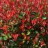 Photinia Red Robin Compacta Topiary