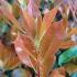 Photinia Red Robin Compacta is a smaller, more compact variety of the popular Red Robin, featuring vibrant red young leaves that mature into glossy green, perfect for hedging or small gardens.