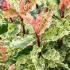 Photinia Serratifolia Pink Crispy is a new variety of evergreen Photinia with unusual and very pretty marbling and variegated colouring. Buy UK.