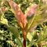 Photinia Serratifolia Pink Crispy is an evergreen shrub with unique, ruffled pink-tinged new leaves that mature into glossy green, offering both vibrant color and texture throughout the year.