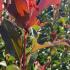 Photinia Fraseri Cracklin Red - new growth emerges dark red maturing to a deep rich green. 