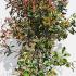 Photinia Fraseri Louise, a new variegated variety with evergreen foliage in shades of blush pink, green, cream and pale pink. 