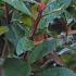 Photinia x Fraseri Mandarino Hedging. Photinia Mandarino plants buy online UK delivery.