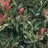 Photinia Fraseri Pink Marble for Hedging, an attractive versatile variety of evergreen Photinia with unusual young foliage of marbled red, pink & cream