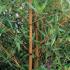 Phyllostachys Aurea Holochrysa - Most Golden of All Bamboo buy online UK delivery.