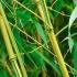 Phyllostachys Aurea Koi Bamboo is also known as Golden Koi Bamboo for Sale online with UK delivery