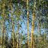 Phyllostachys Aureosulcata, Bamboos, London, Bamboo plant centre, Bamboos London - to Buy UK