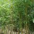 Phyllostachys Aureosulcata Bamboo plants for sale online UK