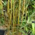 Phyllostachys Aureosulcata Bamboo Stems, UK