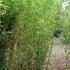 Phyllostachys Aureosulcata Bamboos, Buy Online Uk