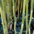 Phyllostachys Aureosulcata Spectabilis also known as Yellow Groove Bamboo for sale online with UK delivery.