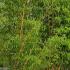 Bushy bamboos with strong yellow stems - great for hedging or screening. Buy UK